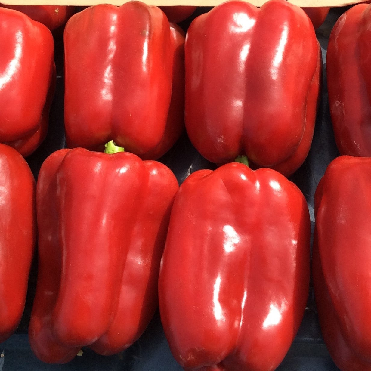 Hybrid Red Bell Pepper - Badger
