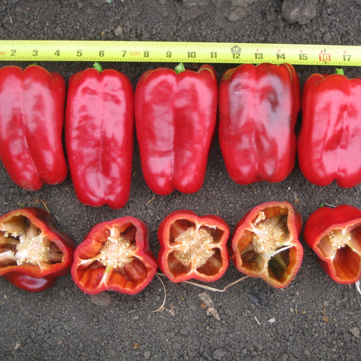 Hybrid Red Bell Pepper - Badger