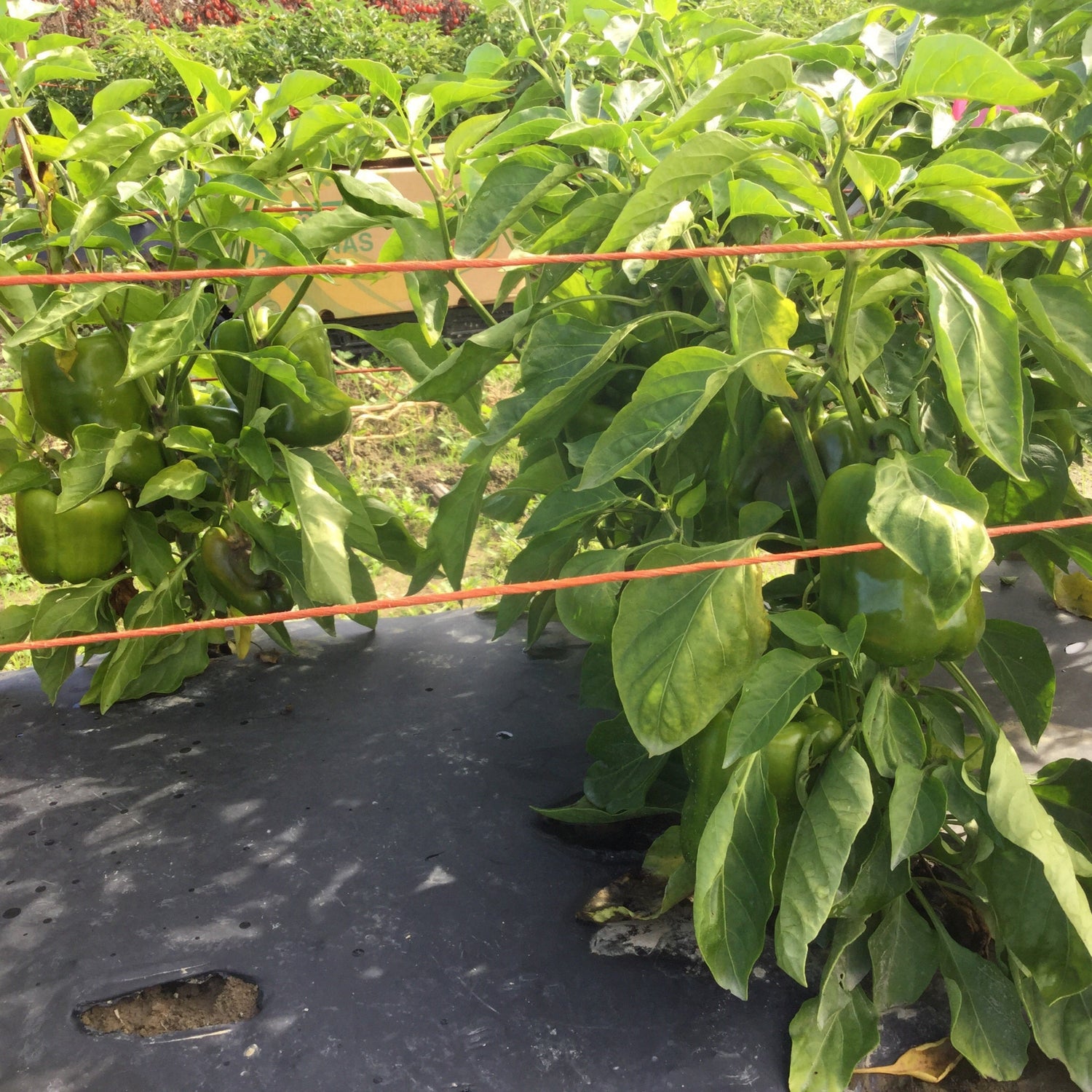 Hybrid Red Bell Pepper - Badger