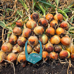 Hybrid Long Day Yellow Onion - Baggi