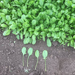 Hybrid Spinach - Bandera