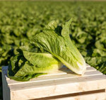 OP Green Romaine Lettuce - Bandolero