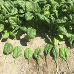 Hybrid Spinach - Banjo