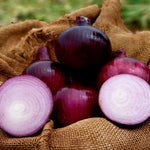 Hybrid Long Day Red Onion - Barolo