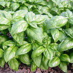 OP Basil - Dolly