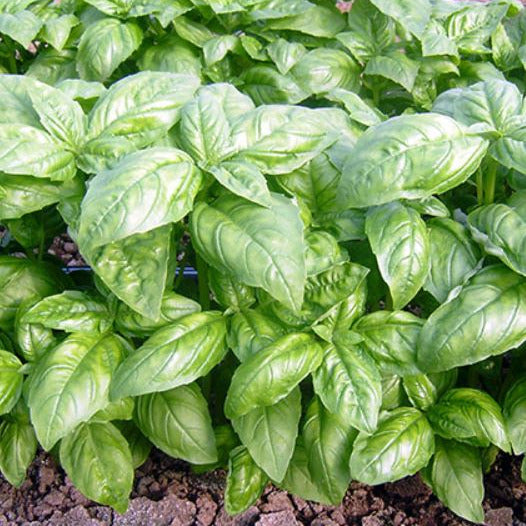 OP Basil - Dolly