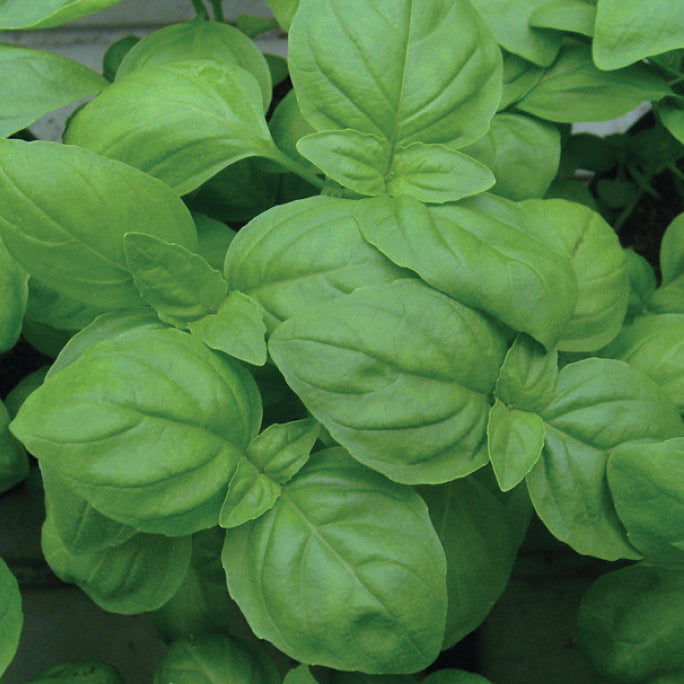 OP Basil - Eleonora
