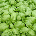 OP Basil - Emily