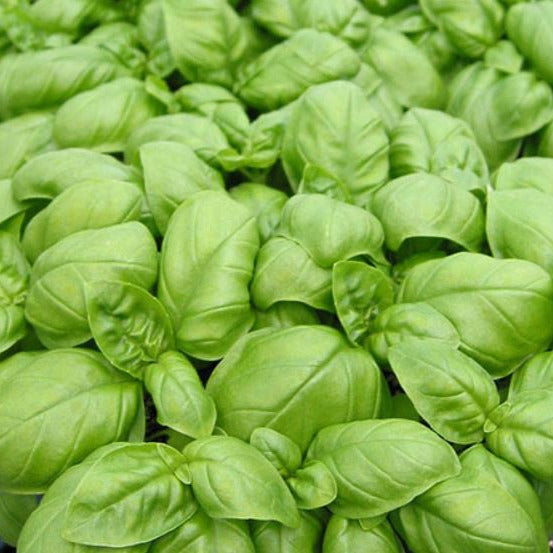 OP Basil - Emily