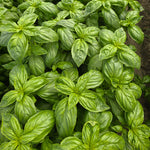 OP Basil - Gentile