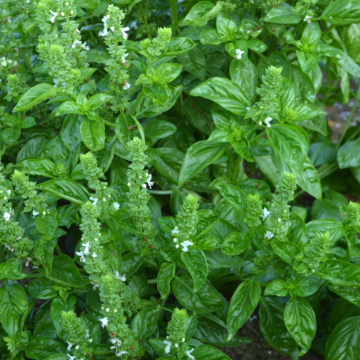 OP Basil - Italian Large Leaf