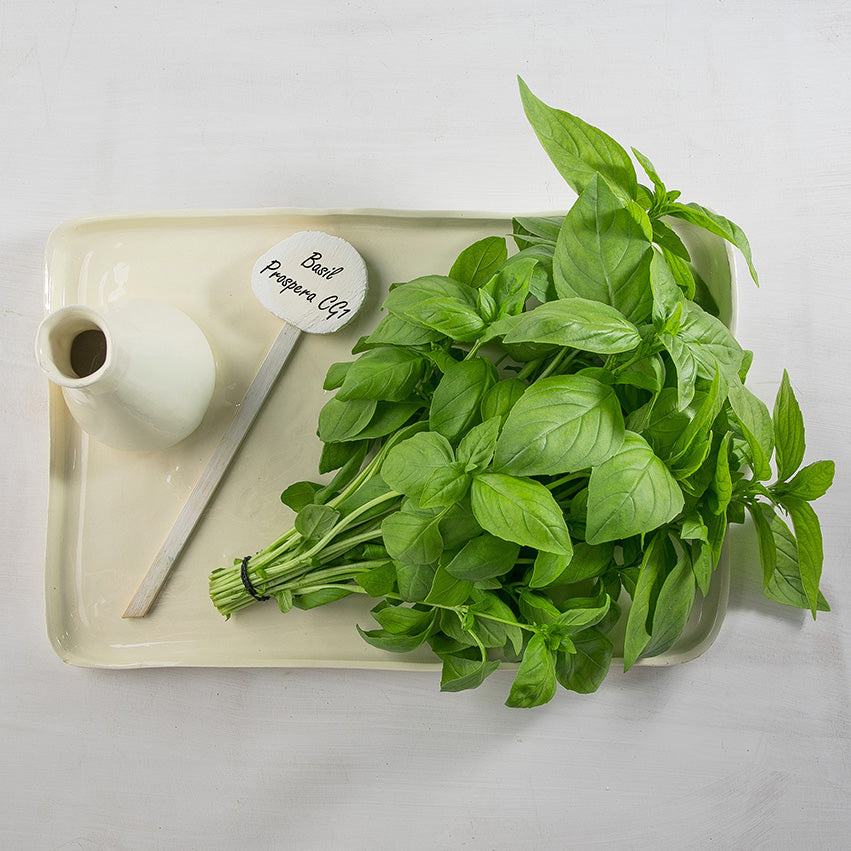Hybrid Basil - Prospera CG1