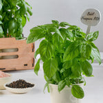 Hybrid Basil - Prospera PS5