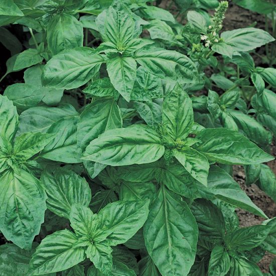 OP Basil - Genovese