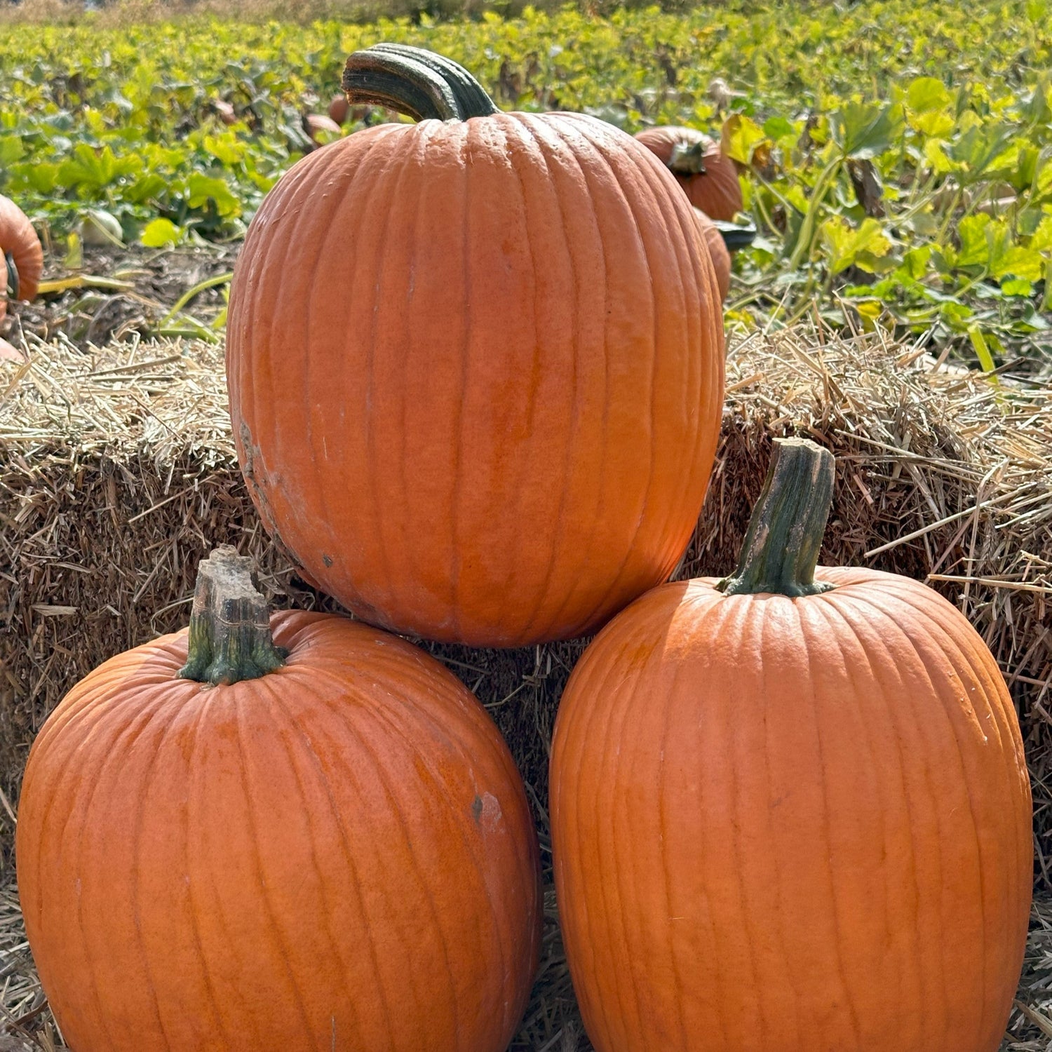 Hybrid Carving Pumpkin - Bayhorse Gold