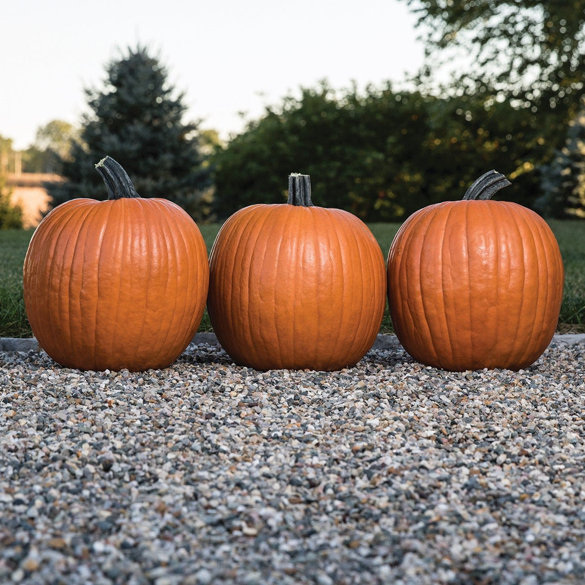 Hybrid Carving Pumpkin - Bayhorse Gold