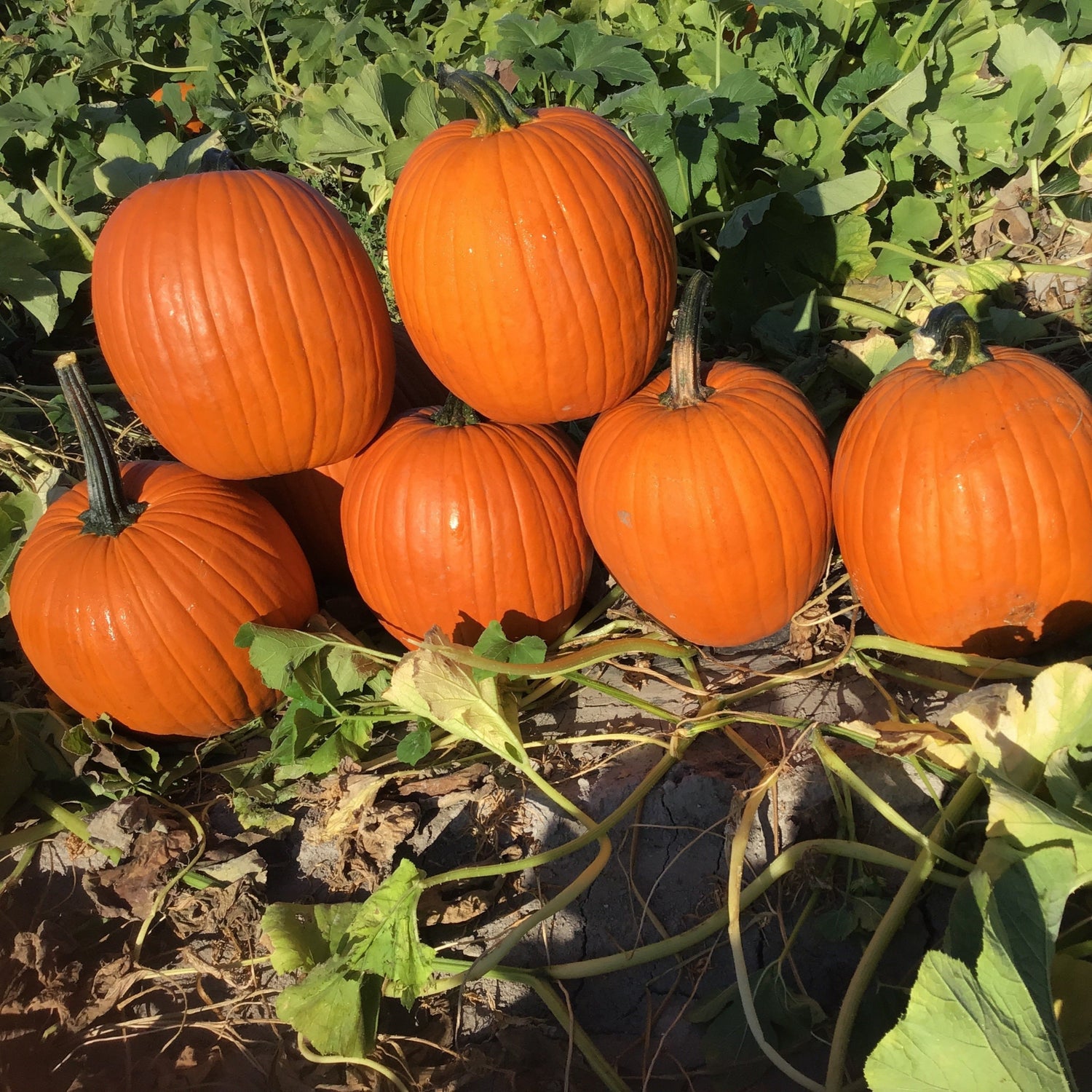 Hybrid Carving Pumpkin - Bayhorse Gold