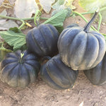 Hybrid Acorn Squash - Bellorado