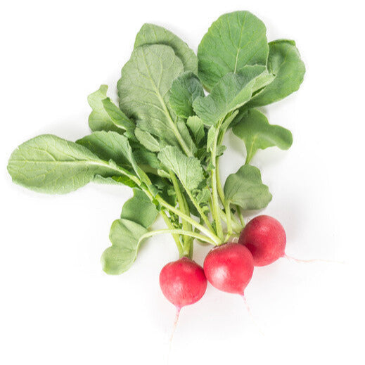Hybrid Radish - Belsay RZ