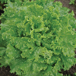 OP Green Leaf Lettuce - Bergam's Green