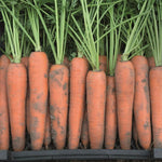 Hybrid Orange Carrot - Berlin