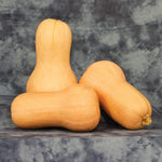 Hybrid Butternut Squash - Betternut 900