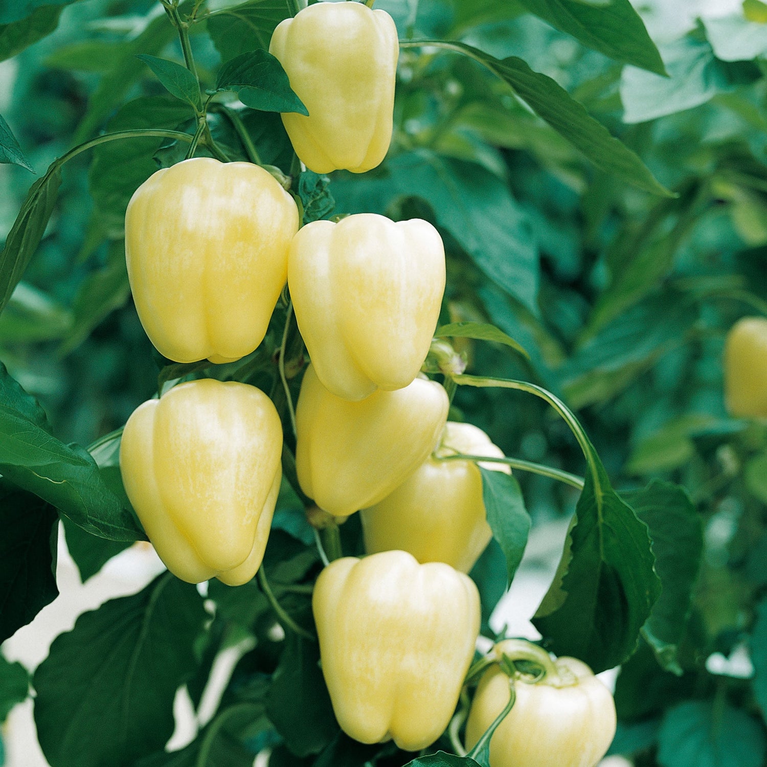 Hybrid White Bell Pepper - Bianca