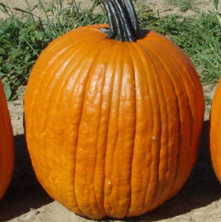 Hybrid Carving Pumpkin - Big Doris