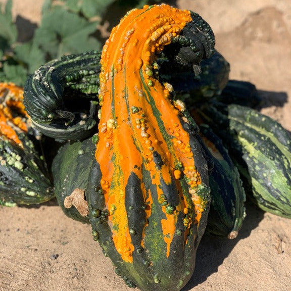 Hybrid Large Gourd - Big Gordon