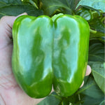 Hybrid Red Bell Pepper - Big Stack S10