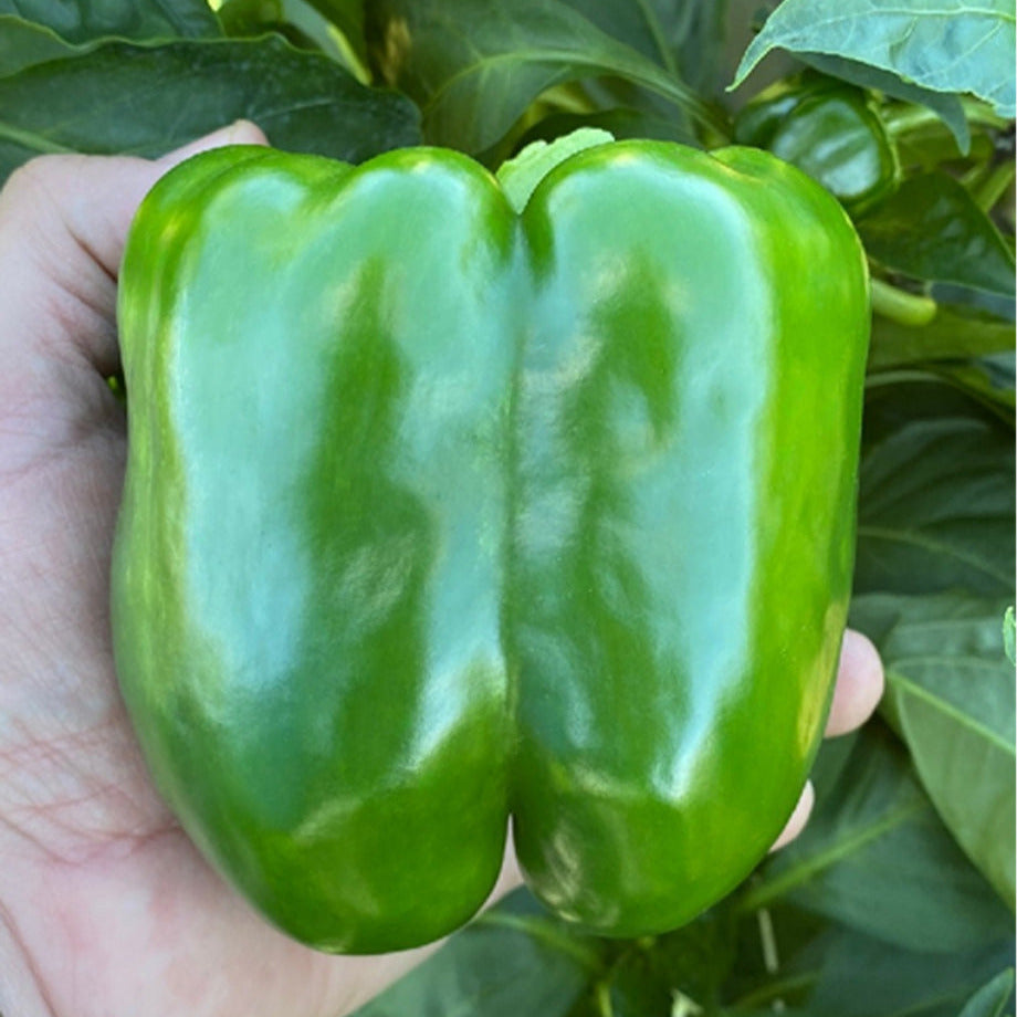 Hybrid Red Bell Pepper - Big Stack S10