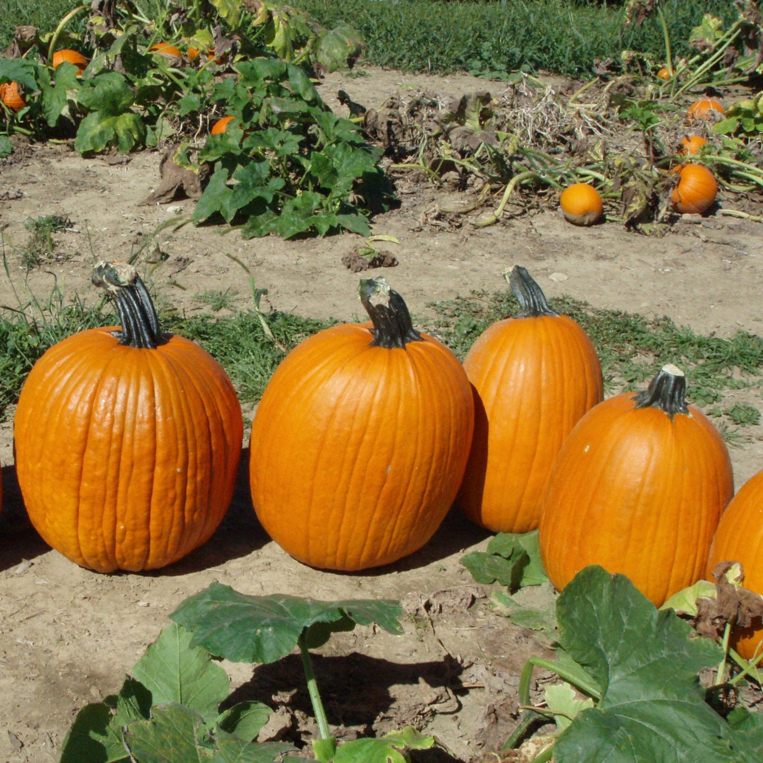 Hybrid Carving Pumpkin - Big Doris