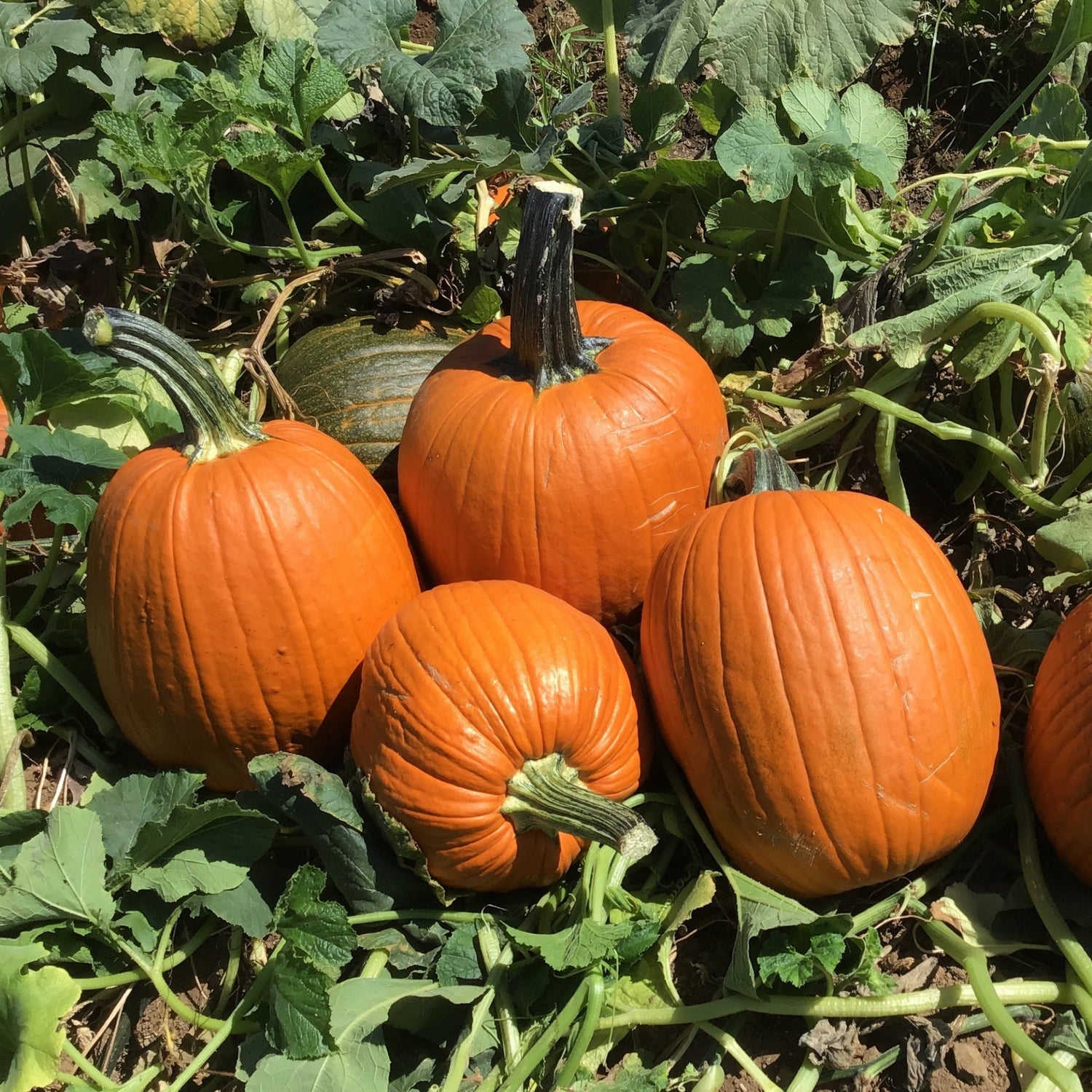 Hybrid Carving Pumpkin - Big Doris