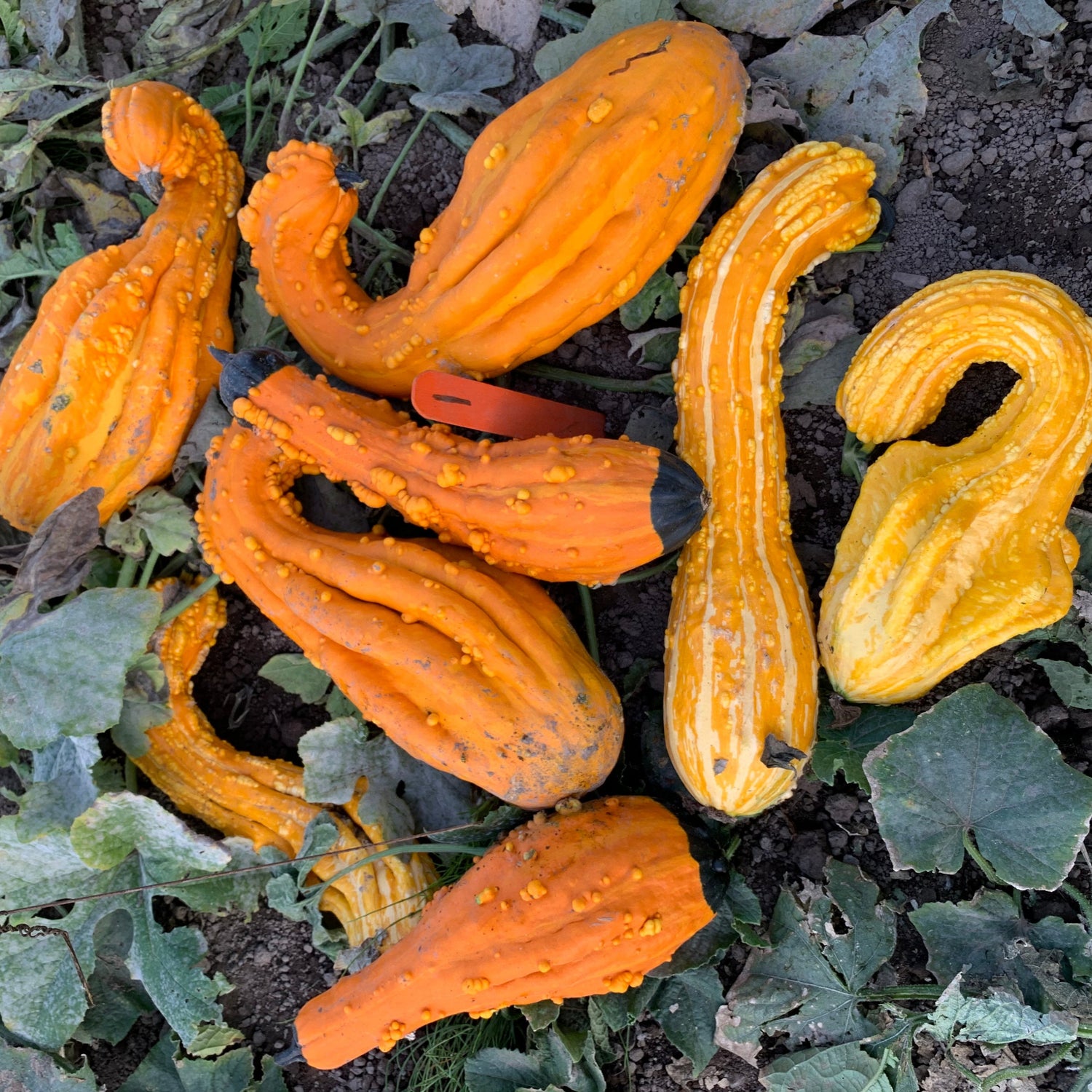 Hybrid Large Gourd - Big Gordon