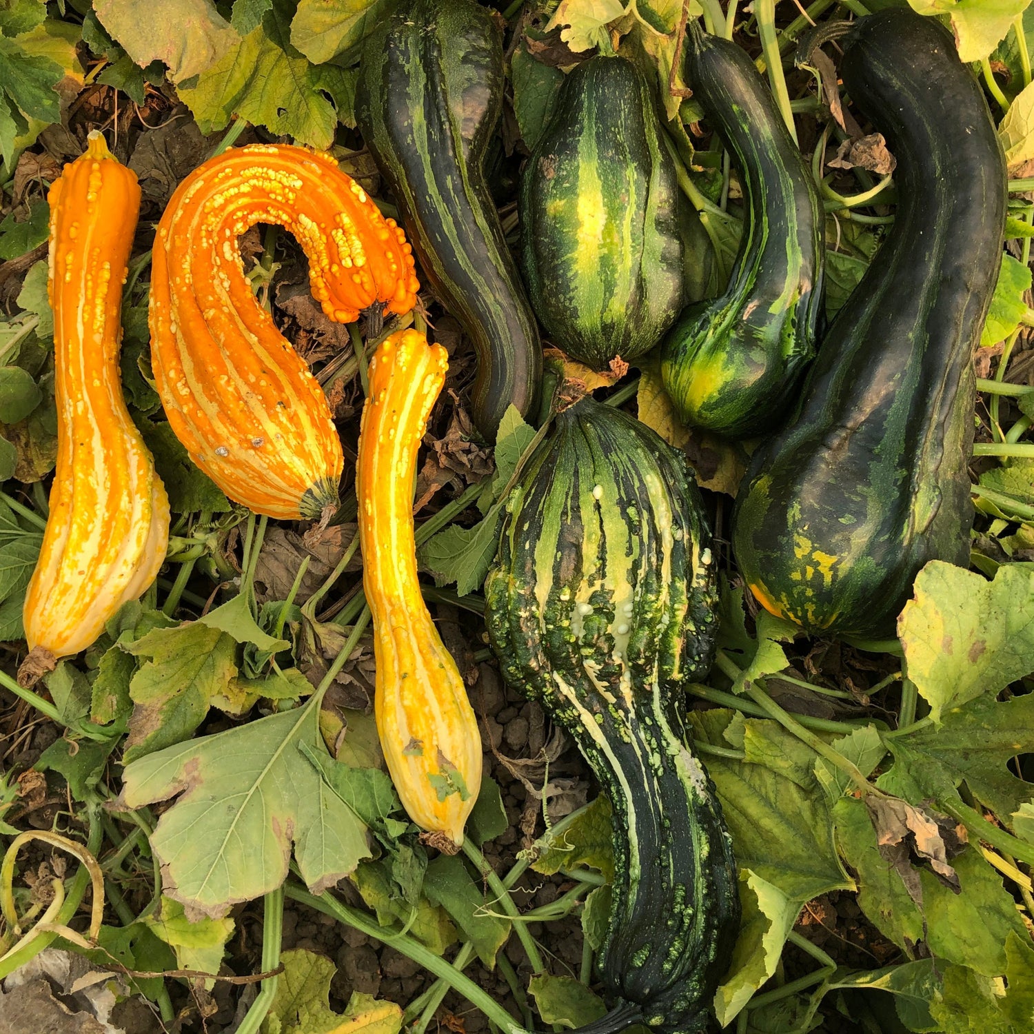 Hybrid Large Gourd - Big Gordon
