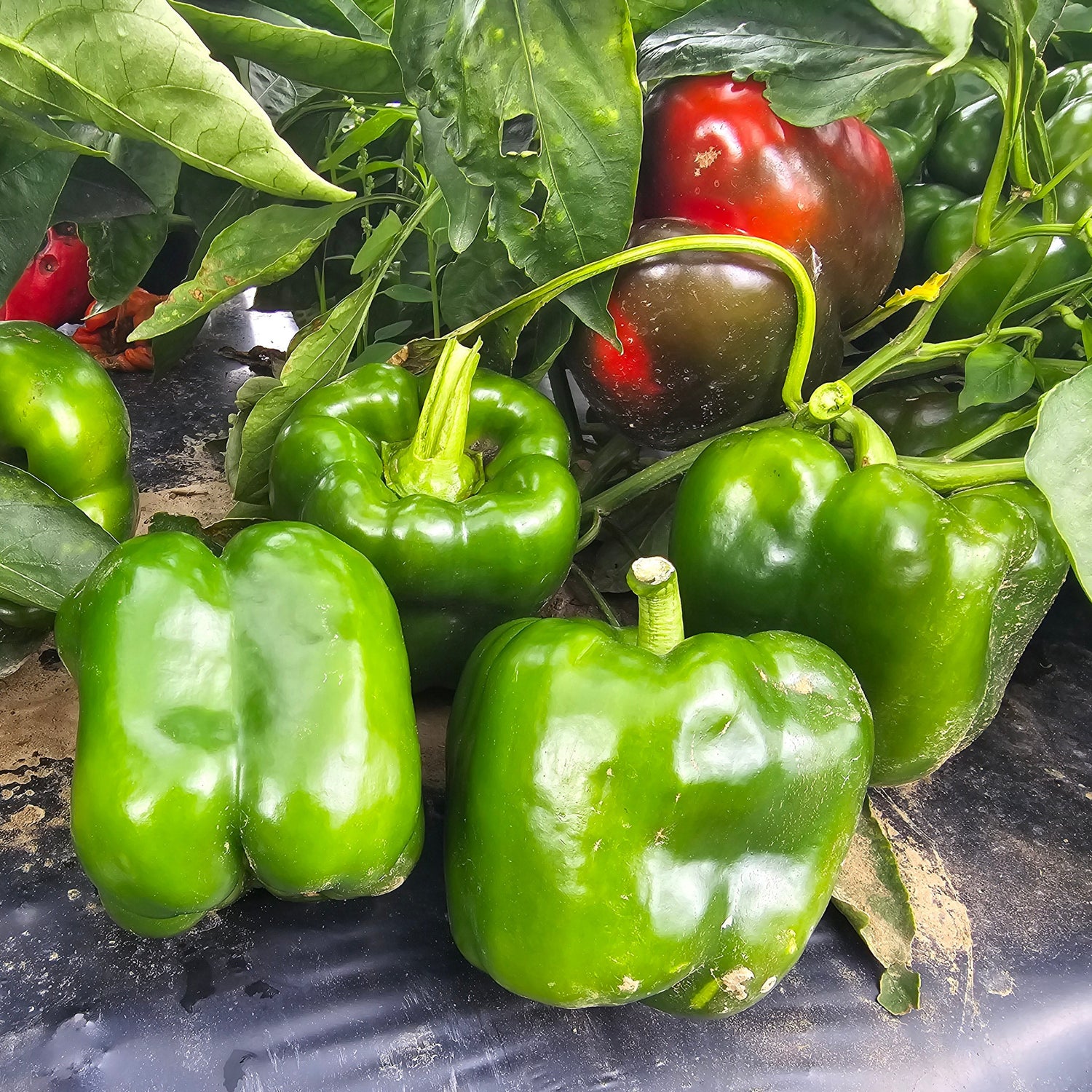 Hybrid Red Bell Pepper - Big Stack S10