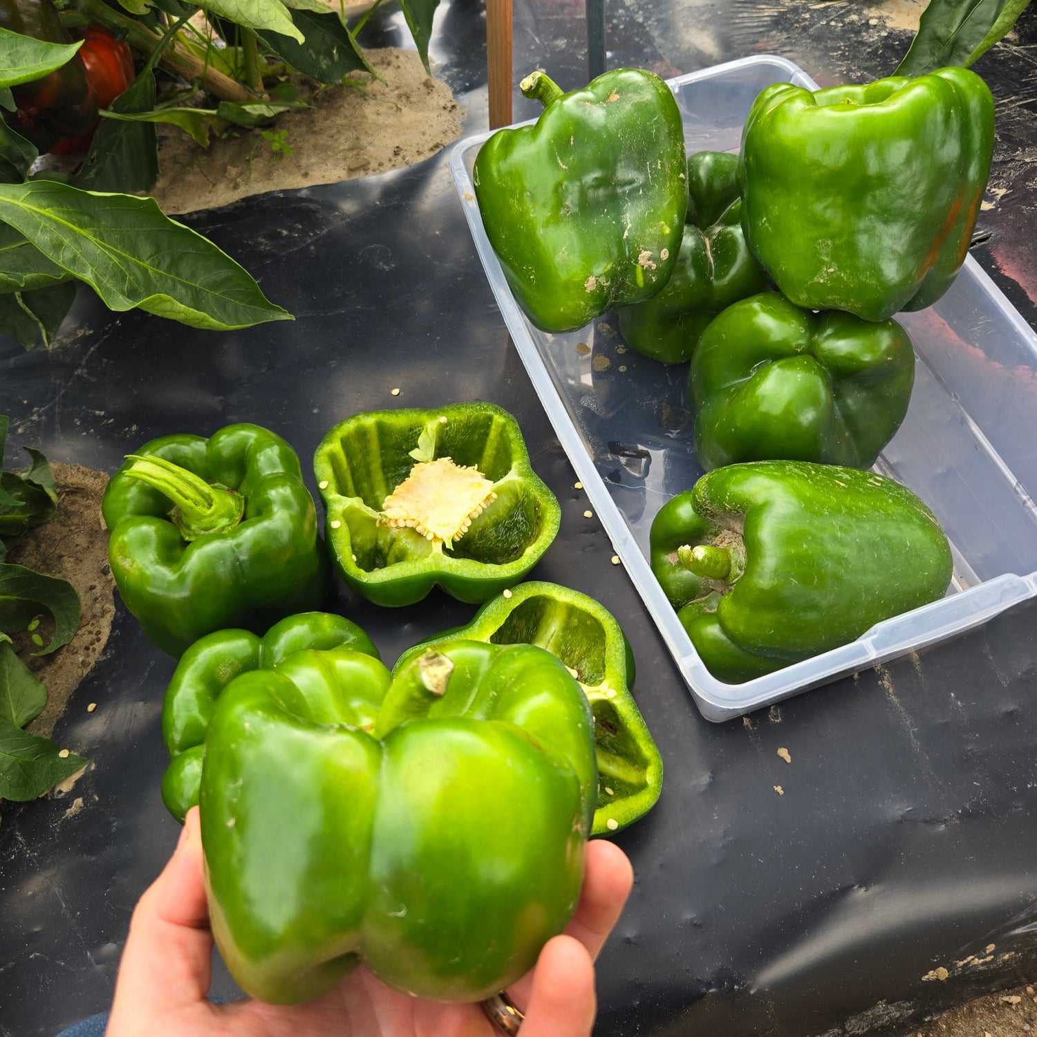 Hybrid Red Bell Pepper - Big Stack S10