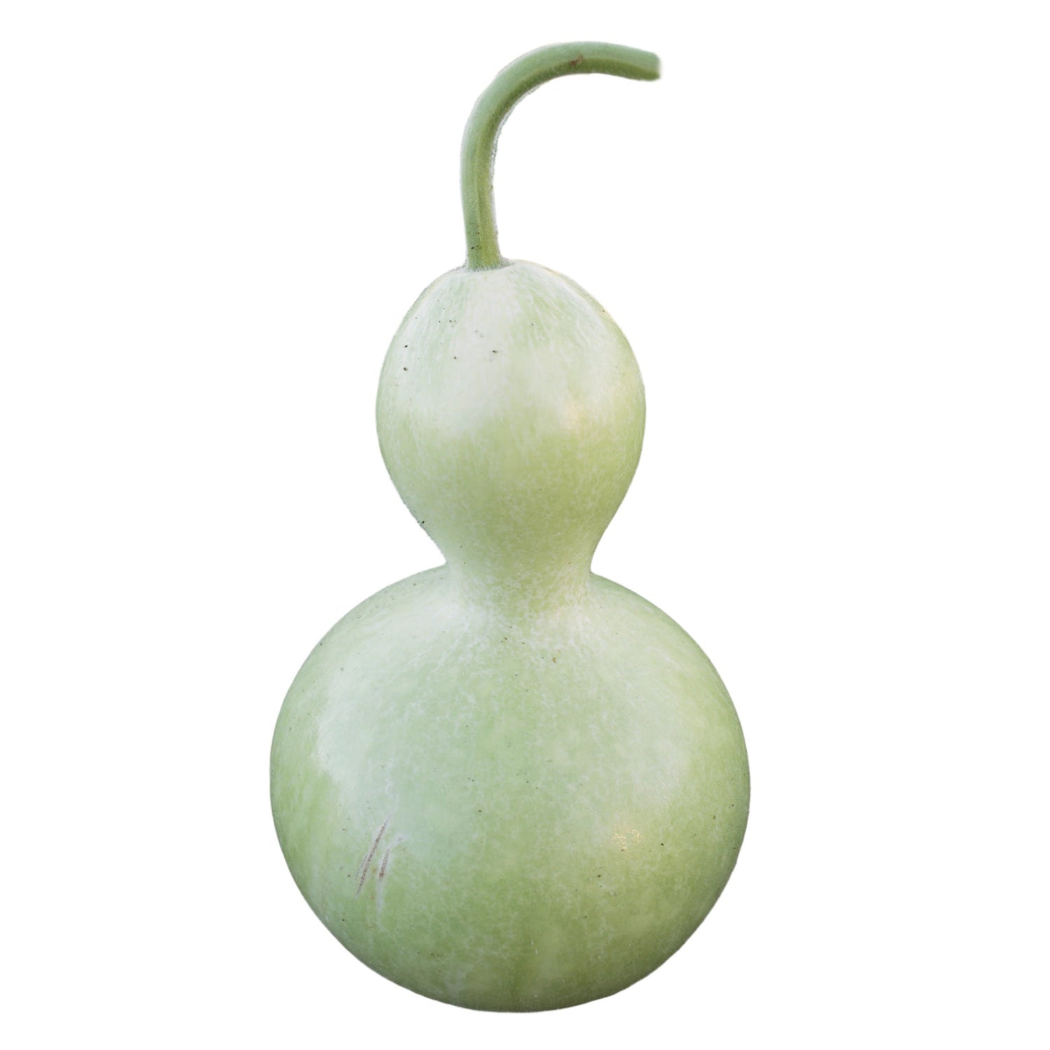OP Large Gourd - Birdhouse