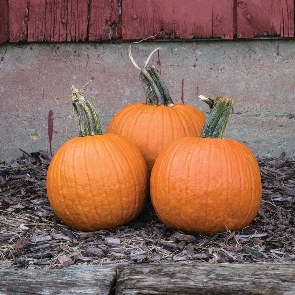 Hybrid Small/Pie Pumpkin - Bisbee Gold