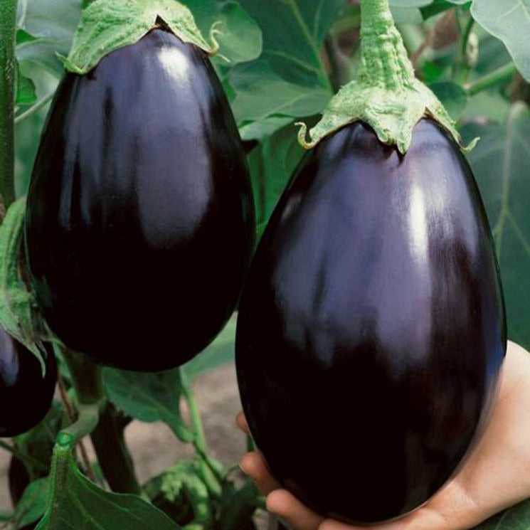 OP Eggplant - Black Beauty