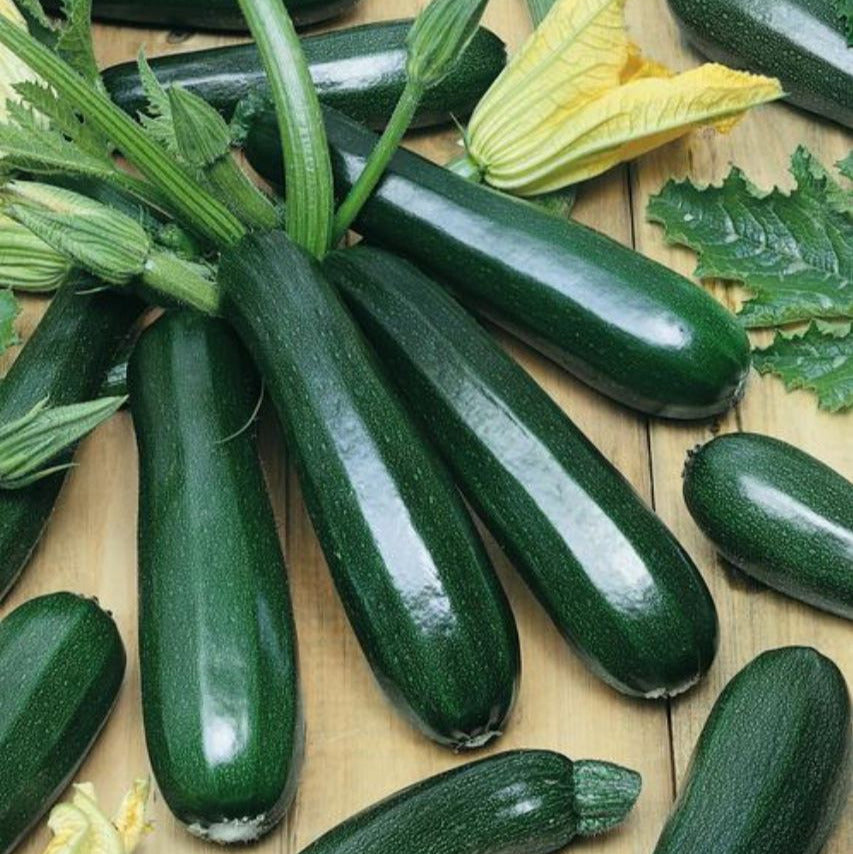 OP Green Zucchini Squash - Black Beauty