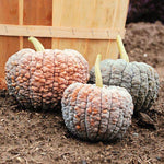 OP Specialty Winter Squash - Black Futsu