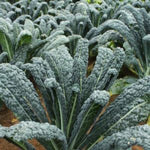 Hybrid Kale - Black Jack