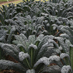 OP Kale - Black Magic