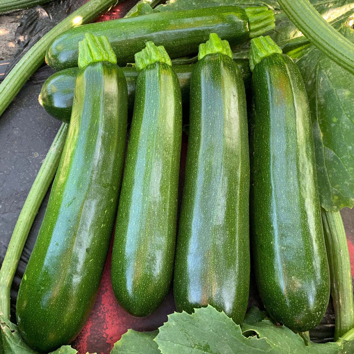 Hybrid Green Zucchini Squash - Bladerunner