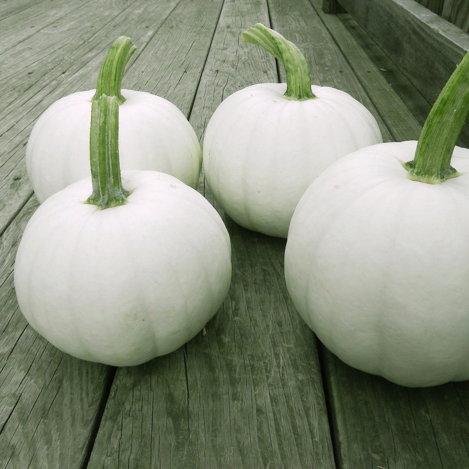 Hybrid White Pumpkin - Blanco