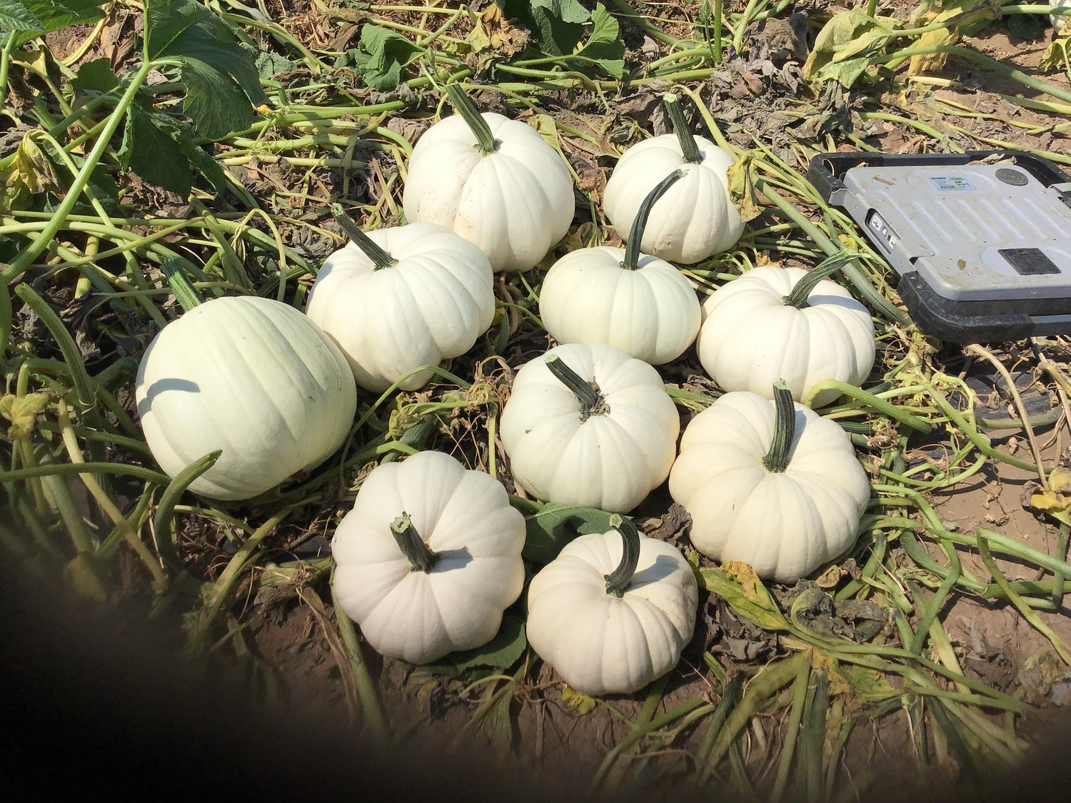Hybrid White Pumpkin - Blanco
