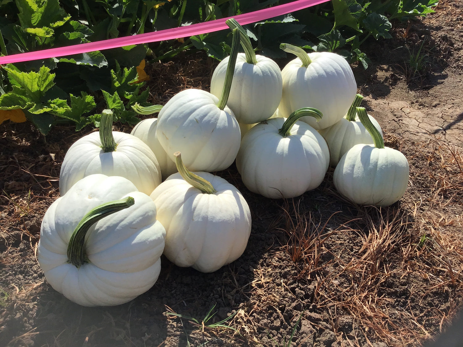 Hybrid White Pumpkin - Blanco