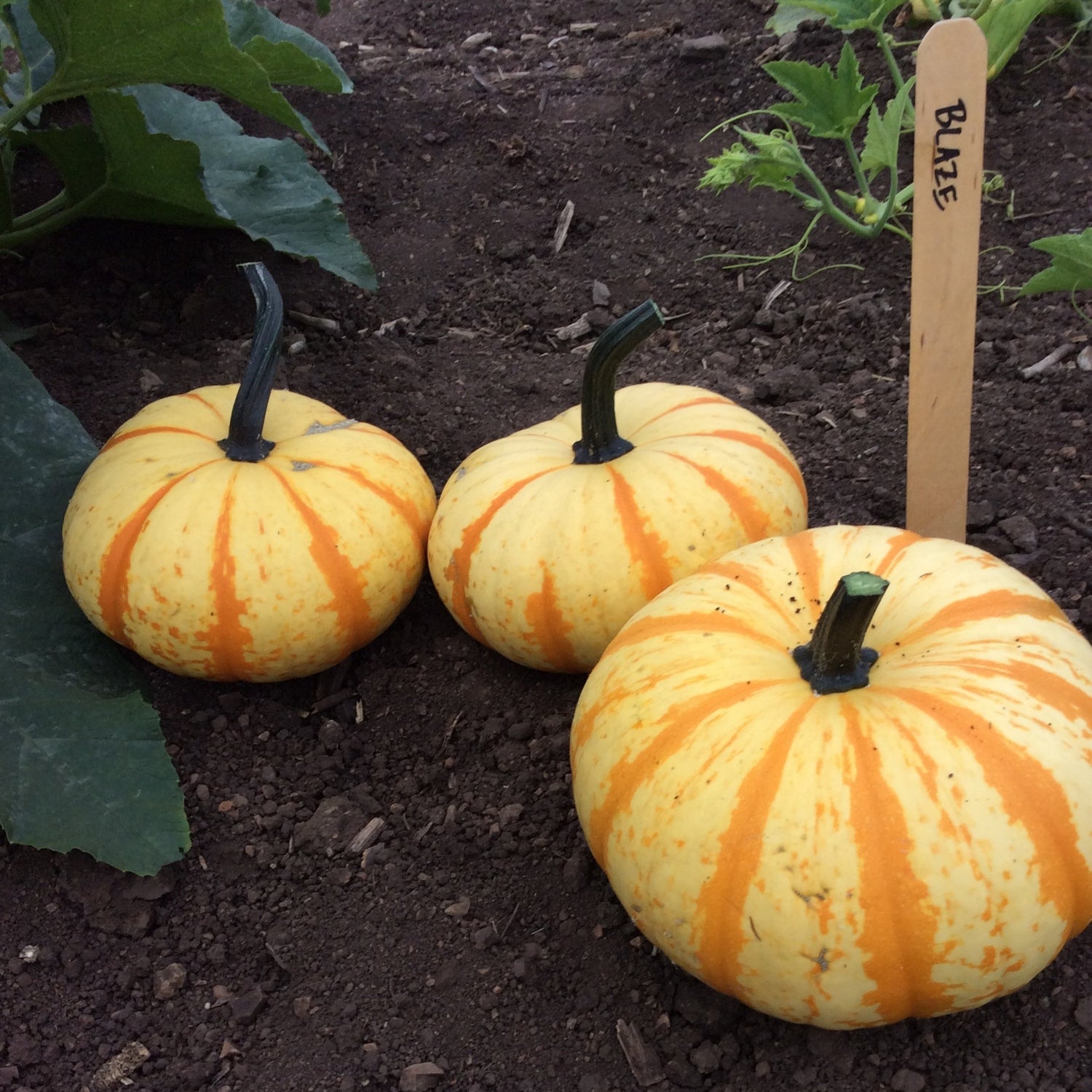 Hybrid Specialty Pumpkin - Blaze