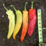 Hybrid Hot Banana/Hungarian Pepper - Blazing Banana